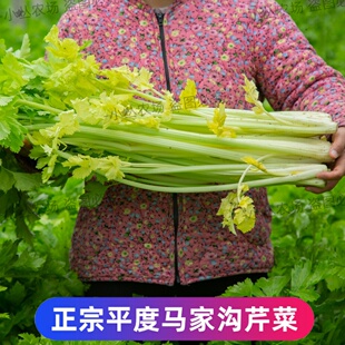 平度马家沟芹菜空心大叶黄一秒开花空心空梗少筋少丝生吃凉拌