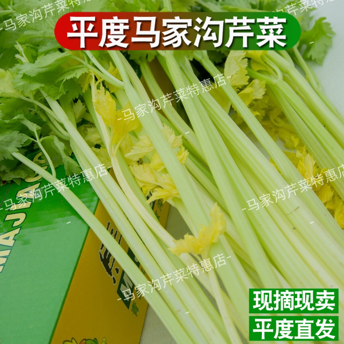 平度马家沟芹菜空心大叶黄一秒开花空心空梗可生吃凉拌时令蔬菜