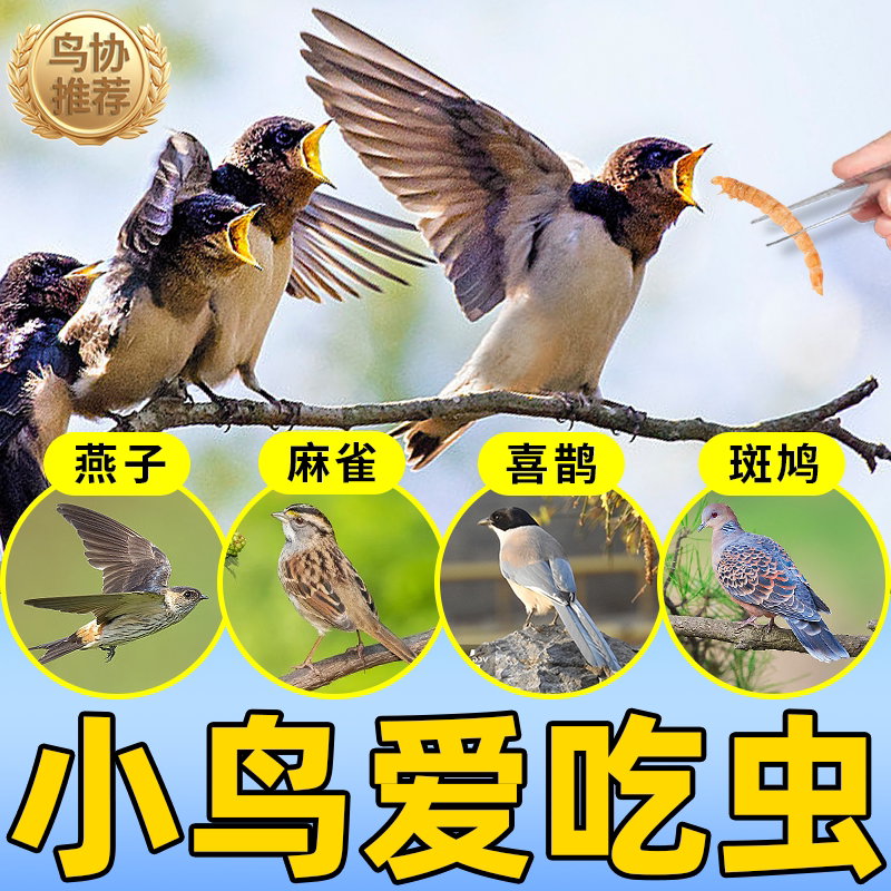 小鸟吃的虫子斑鸠幼崽专用粮食饲料面包虫干珍珠燕子鹦鹉喜鹊麻雀