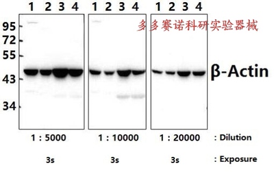 Bioworld 内参抗体 β-Actin pAb，β-肌动蛋白多克隆抗体，WB