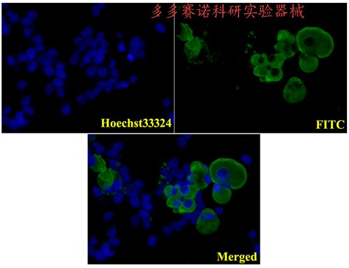 Bioworld标签抗体DDDDK-tag (1A8) mAb,DDDDK标签(1A8)单克隆抗体
