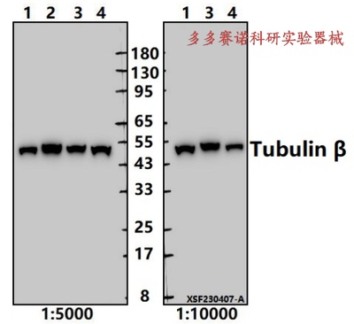 Bioworld内参抗体Tubulin β(4D9)mAb,微管蛋白β(4D9)单克隆抗体