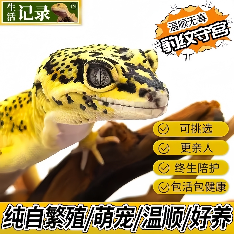 豹纹守宫蜥蜴壁虎爬宠宠物小火龙