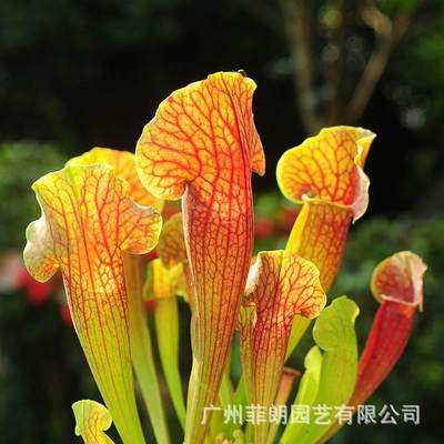 瓶子草盆栽天鹅紫红查尔逊花哈密猩红食虫植物 菲朗源头基地