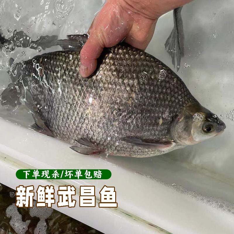 农家鱼塘现杀鳊鱼新鲜武昌鱼淡水鱼鲜活鳊鱼扁鱼湖北宜昌直发包邮