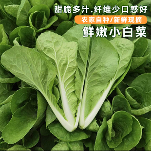 现摘小白菜新鲜蔬菜甜嫩小青菜湖北本地农家菜露天白菜秧非大白菜