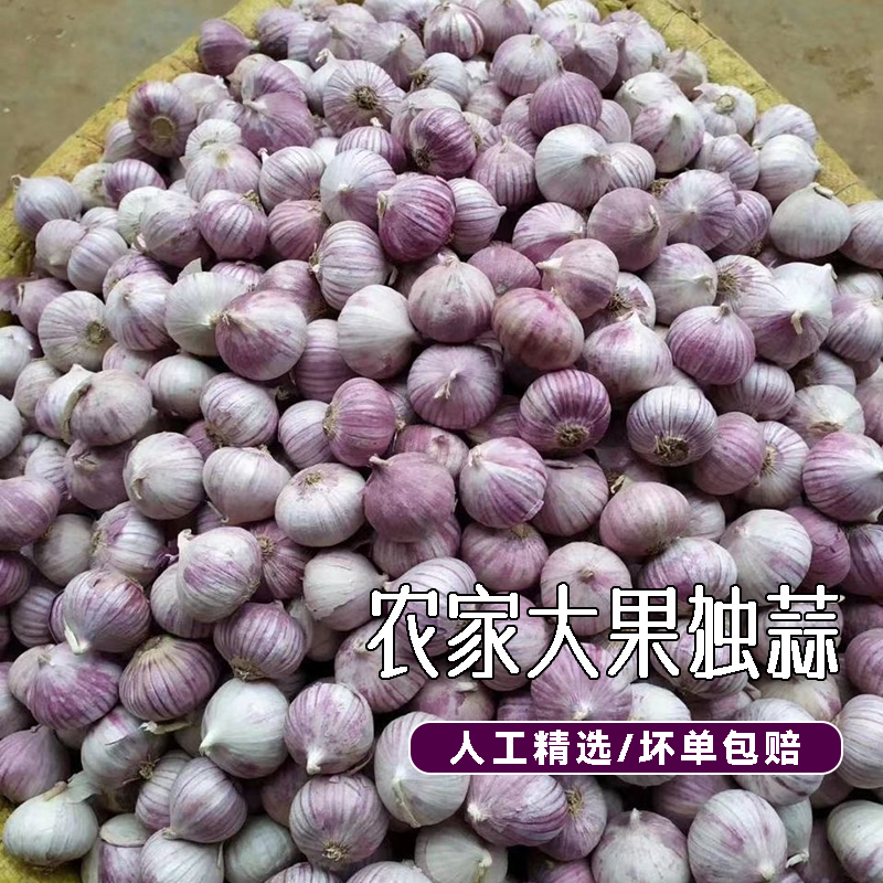 新鲜独蒜精品装农家自种