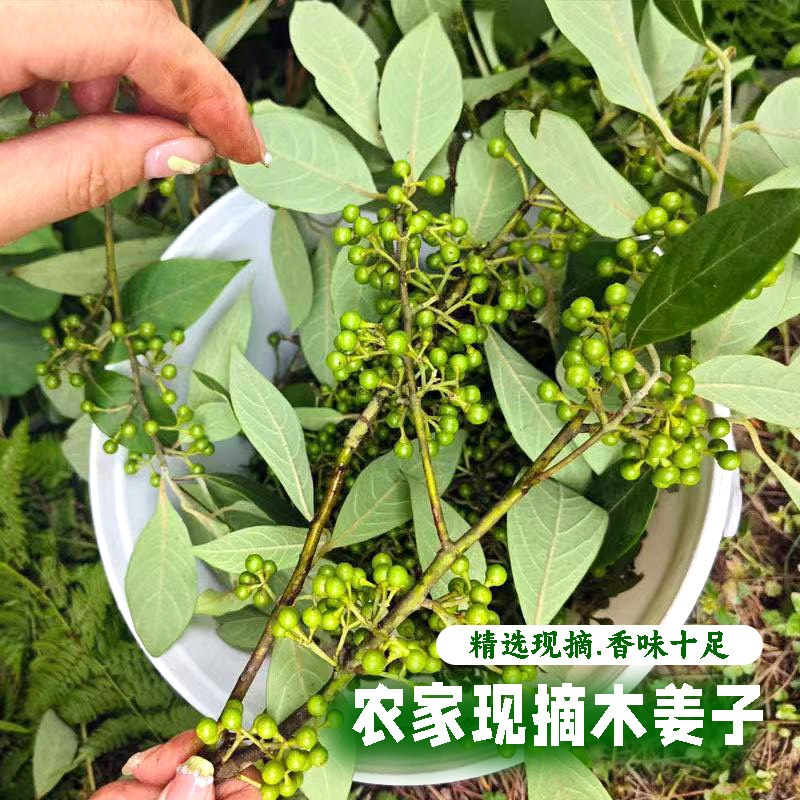野生山胡椒新鲜木姜子现摘