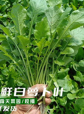 新鲜现摘萝卜苗农家自种青菜白萝卜菜不打虫当季萝卜菜叶新鲜蔬菜