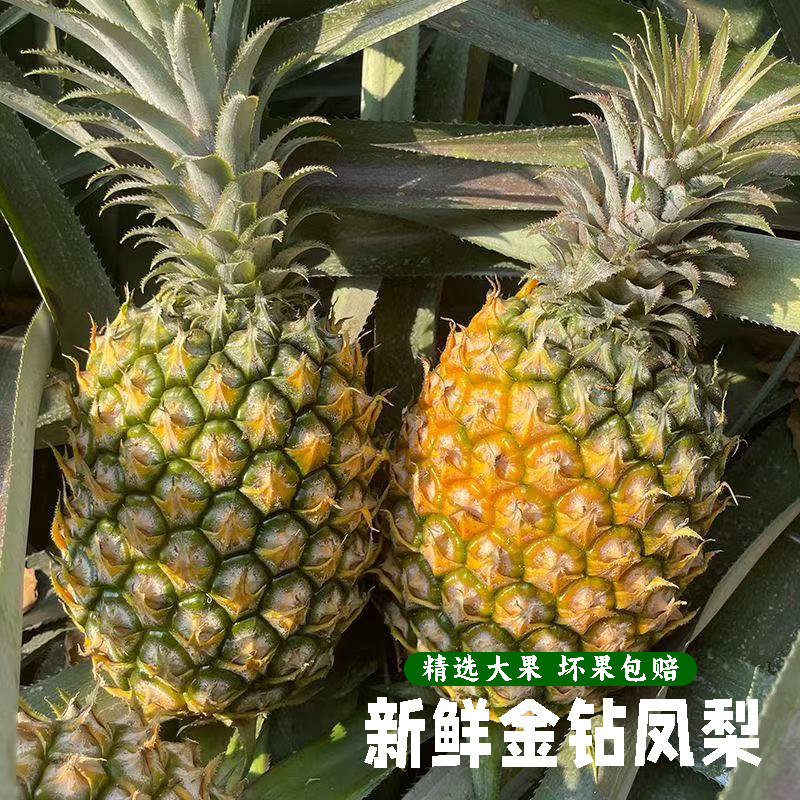 爆汁金钻凤梨新鲜水果树上熟青蜜凤梨香水菠萝特产大果手撕凤梨果