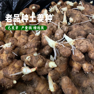 农家小黄姜种子大姜生姜种植苗新鲜老品种土姜种带芽苗精选催芽姜