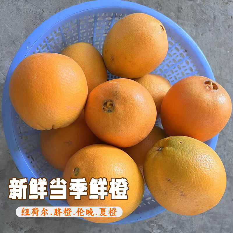 农家当季水果伦晚现摘脐橙纽荷尔夏橙湖北鲜橙子手剥橙随季节发货图片