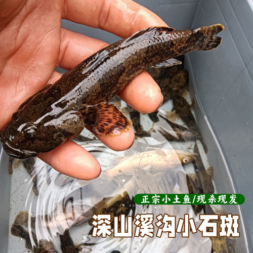 农村溪沟小土鱼湖北宜昌小石斑鱼小鱼新鲜新鲜现杀精选淡水小麻鱼