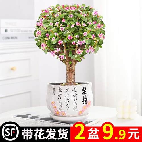 速发金枝玉桩盆栽老叶绿肉水培植物室内花办公室多植好养净化空气