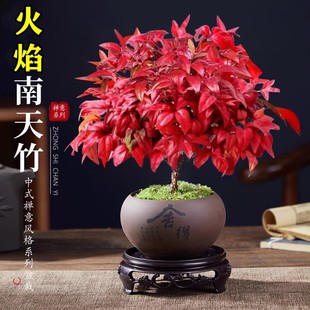 速发火焰南天竹盆栽观叶小盆景好养寒活耐易绿植书房茶桌微意禅景