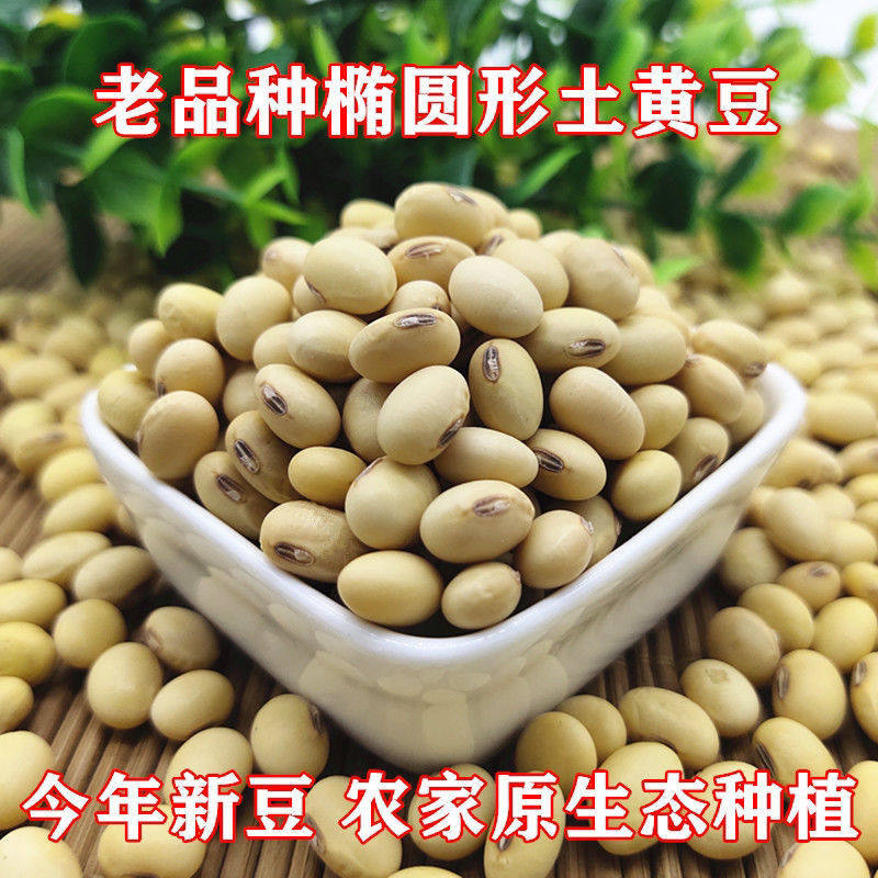 当季土黄豆湖北农家非转基因土黄豆椭圆形黄豆打豆浆豆腐煲汤包邮