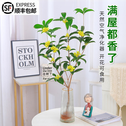 速发水培植物桂花金四盆栽桂季开花八月桂室内好养绿植形似绿醉木