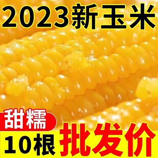 费 免邮 软糯香甜粘玉米粗粮代餐 东北黄糯玉米10棒即食玉米新鲜真空装