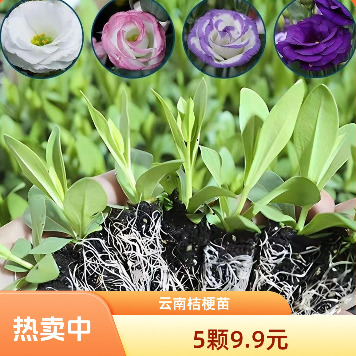 云南直发洋桔梗小苗开花机器盆栽易种活室内室外庭院花卉观花植物
