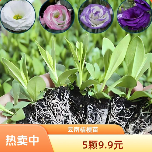 云南直发洋桔梗小苗开花机器盆栽易种活室内室外庭院花卉观花植物