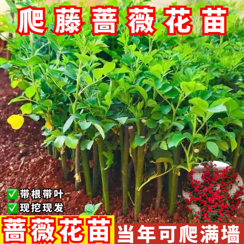 云南直发10棵藤本月季蔷薇花苗爬藤开花机器耐寒耐热庭院植物小苗