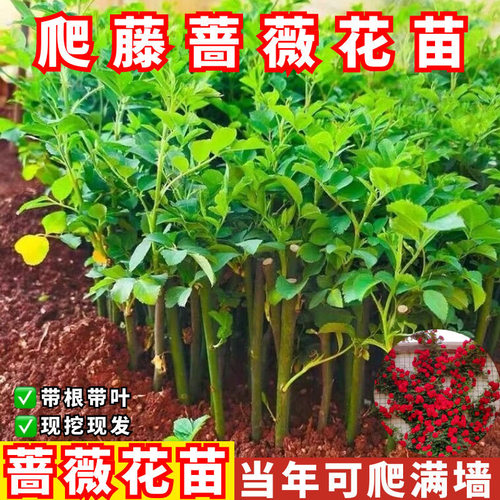云南直发10棵藤本月季蔷薇花苗爬藤开花机器耐寒耐热庭院植物小苗