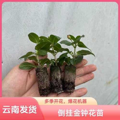 云南发货倒挂金钟花苗盆栽室内外灯笼花重瓣花苗耐寒耐热绿植多季