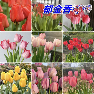 云南发货郁金香花苗耐寒多年生植物适合室内室外地栽阳台种植花卉