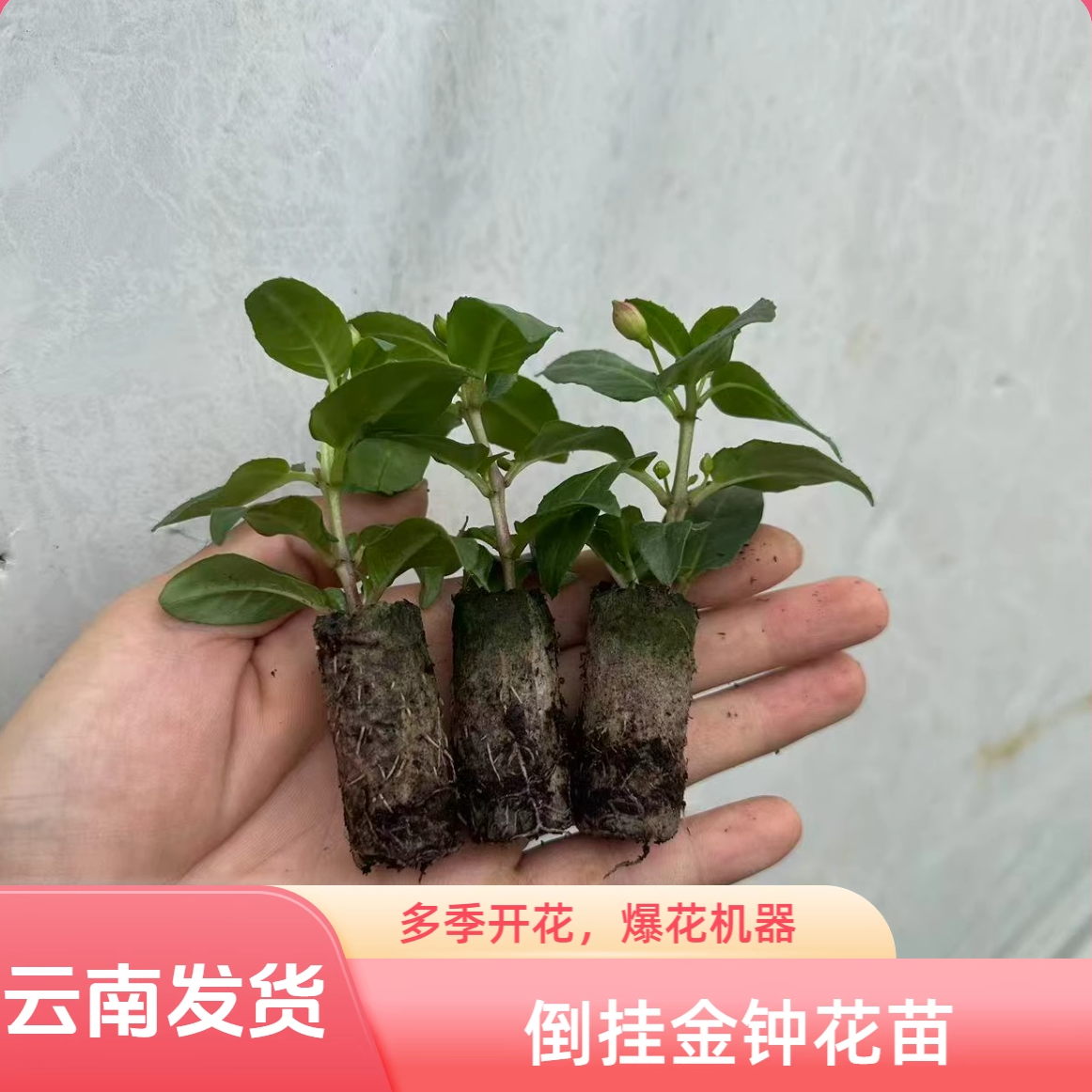 云南发货倒挂金钟花苗盆栽室内外灯笼花重瓣花苗耐寒耐热绿植多季