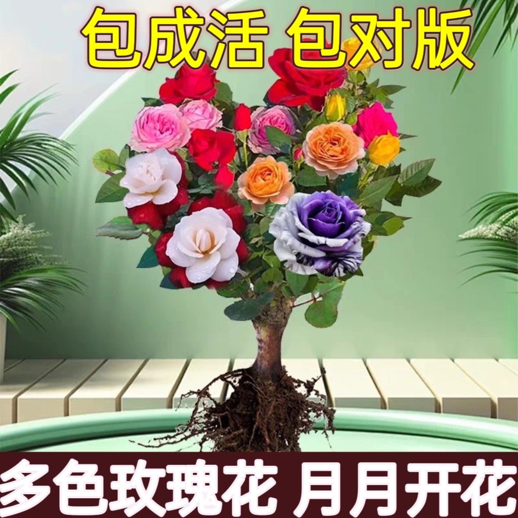 玫瑰老根盆栽四季花浓香型花卉阳台耐寒绿植庭院吸甲醛耐寒带花苞