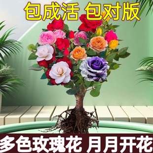 玫瑰老根盆栽四季花浓香型花卉阳台耐寒绿植庭院吸甲醛耐寒带花苞