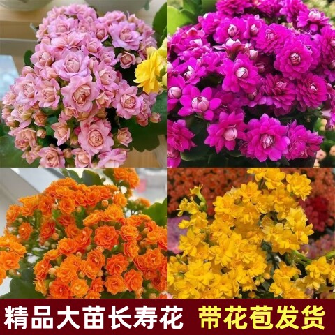 重瓣长寿花盆栽四季开花好养