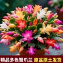 花室内阳台绿植年宵花 多色重瓣蟹爪兰盆栽带花苞四季 原盆原土