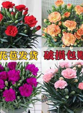 康乃馨盆栽带花苞石竹花绿色四季开花室内阳台客厅绿植花卉好养活