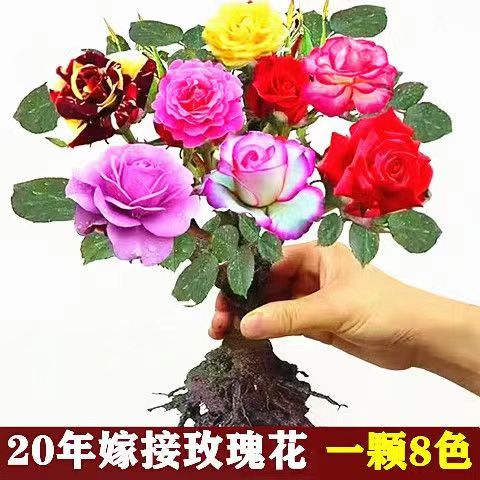 玫瑰花四季开花带花苞浓香型耐寒
