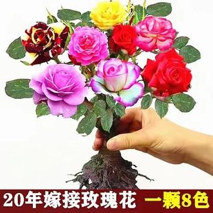 精品嫁接多色玫瑰花老根盆栽浓香四季开花庭院阳台月季带花苞耐寒