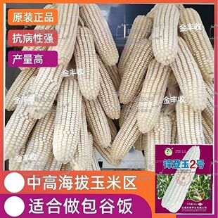 云贵川大马牙杂交白色玉米种子高产稳产白包谷种白色玉米包谷种孑