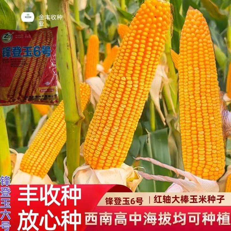 原装正品玉米种子西南国审矮杆抗倒伏农科院新品种抗病抗虫抗旱涝