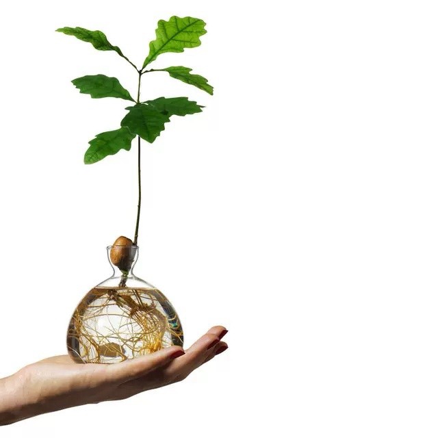 日式牛油果水培花瓶牛油果核种子种植养成容器器皿专用花瓶盆园艺