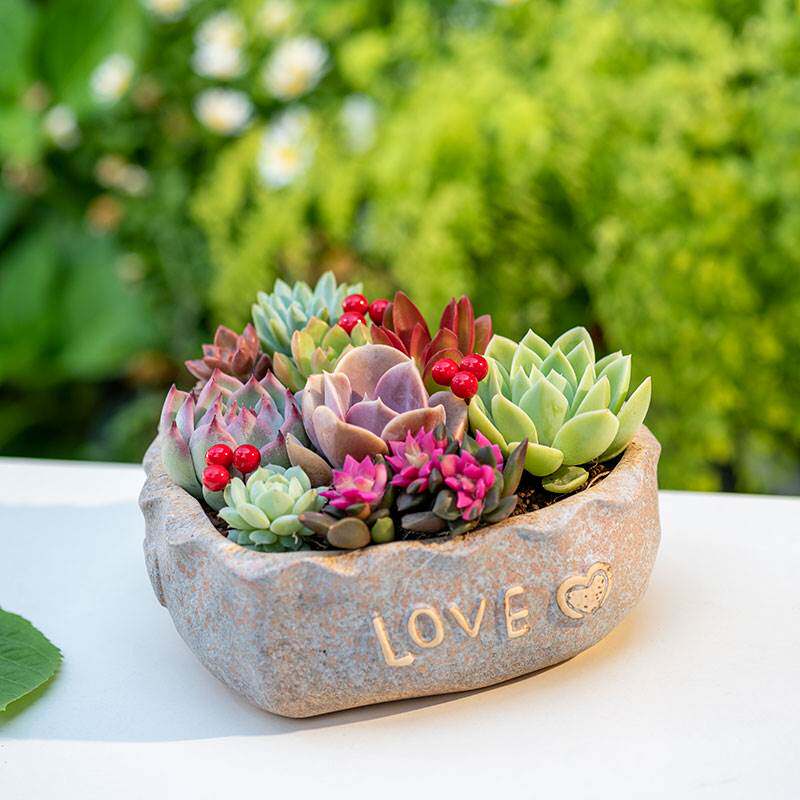 创意爱心造型多肉植物小盆栽透气粗陶肉肉花盆送女朋友闺蜜礼物