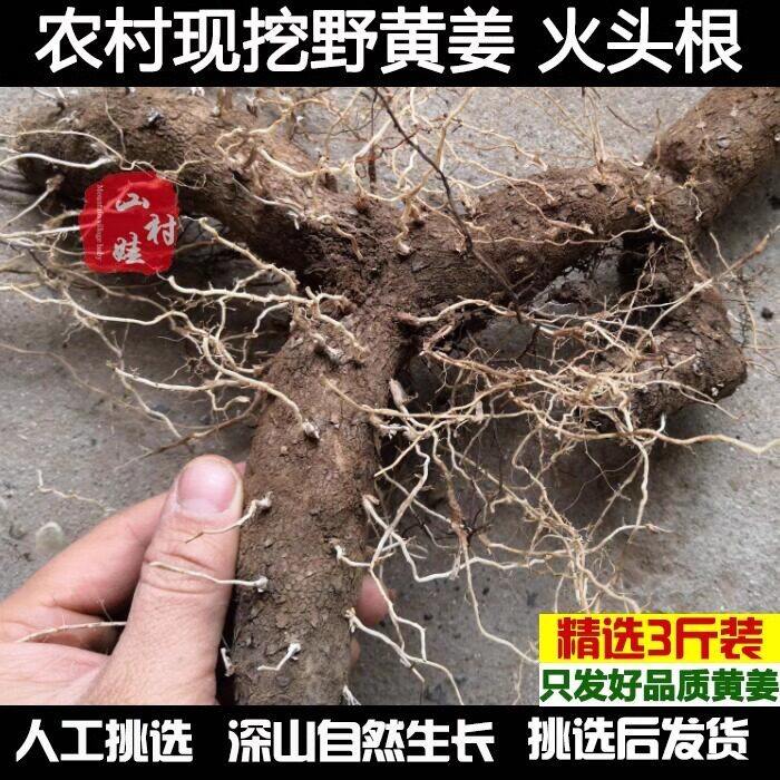 农村土特产野黄姜火藤根黄姜种盾叶薯蓣新鲜生火头根3斤装