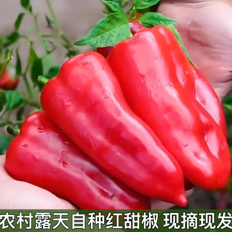 新鲜红辣椒大红辣椒红甜椒农家现摘辣椒鲜红甜椒当季菜包邮菜椒