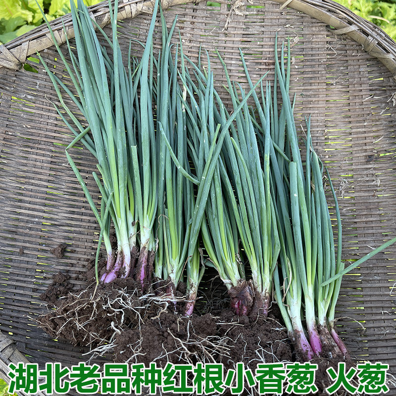 湖北农家自种新鲜蔬菜小香葱小葱