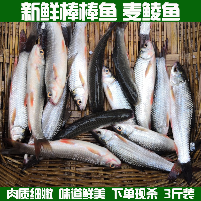 棒棒鱼麦鲮鱼土鲮鱼棍棍鱼