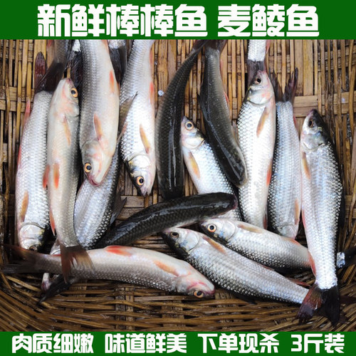 棒棒鱼麦鲮鱼土鲮鱼棍棍鱼
