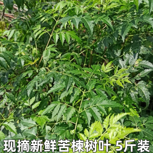苦楝树叶新鲜苦练树皮苦楝树皮外用熬水苦练树现摘现发精选包邮