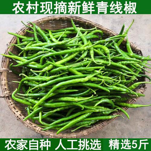 新鲜薄皮青线椒农家自种现摘现发青辣椒青椒青线椒青辣椒青辣椒