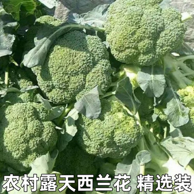 时令蔬菜农家自种西蓝花西兰花