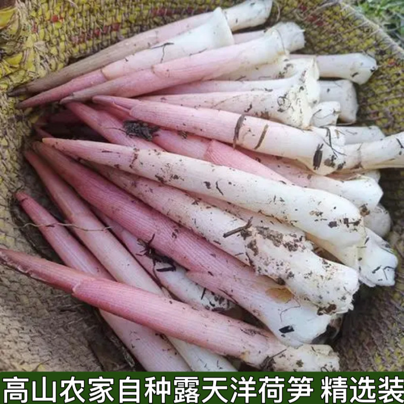 阳荷笋洋合洋荷姜笋野生新鲜野良