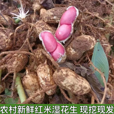 新鲜湿花生带壳带泥红皮红米花生